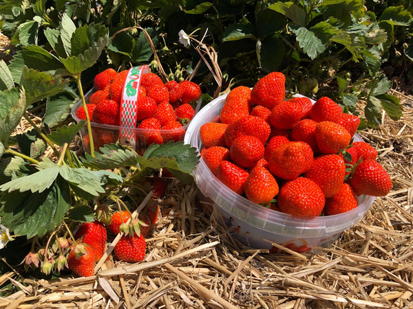 2 punnets of freshly picked strawberries resting next to strawberry plants