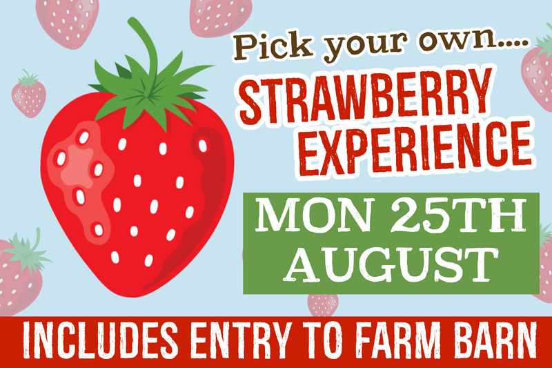 PYO Strawberries Monday 25th August