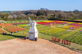 Tulip Fest - Tues 14th April 2026