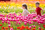Tulip Fest - Fri 3rd April 2026